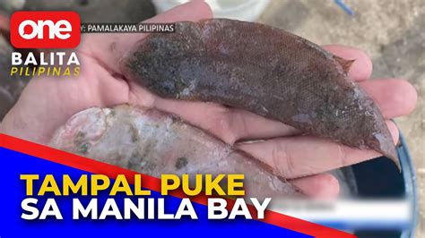 tambok ng puke|Tampal Puke o Flat Fish, nagkalat sa Manila Bay .